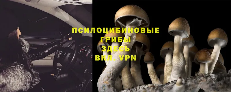 Галлюциногенные грибы Psilocybe  Микунь 